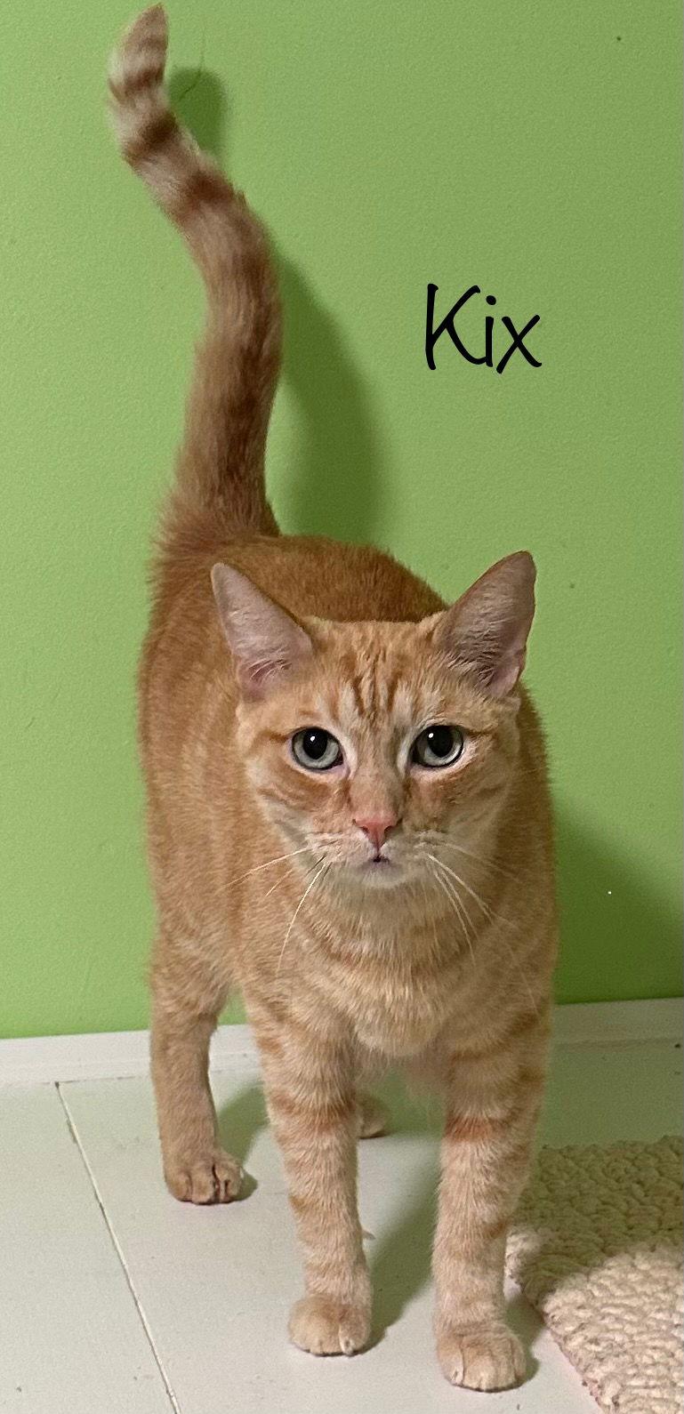 Kix, Adoptable, Adult Male Domestic Short Hair.