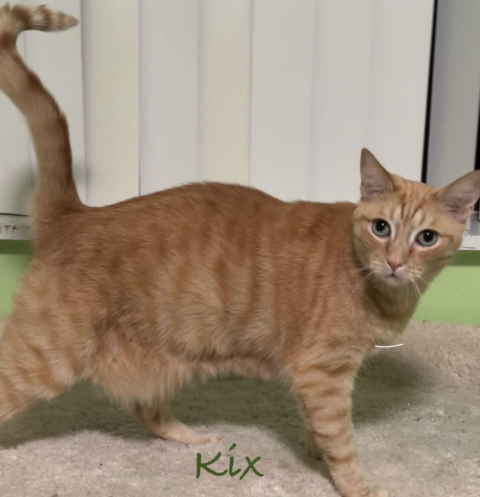 Enlarge Kix, a Adoptable Domestic Short Hair in Longwood, FL image 3/3