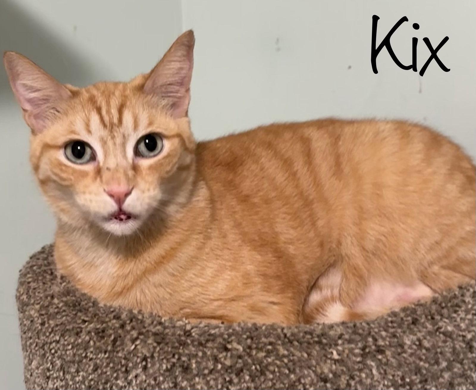 Kix, a Adoptable Domestic Short Hair in Longwood, FL image 2/3