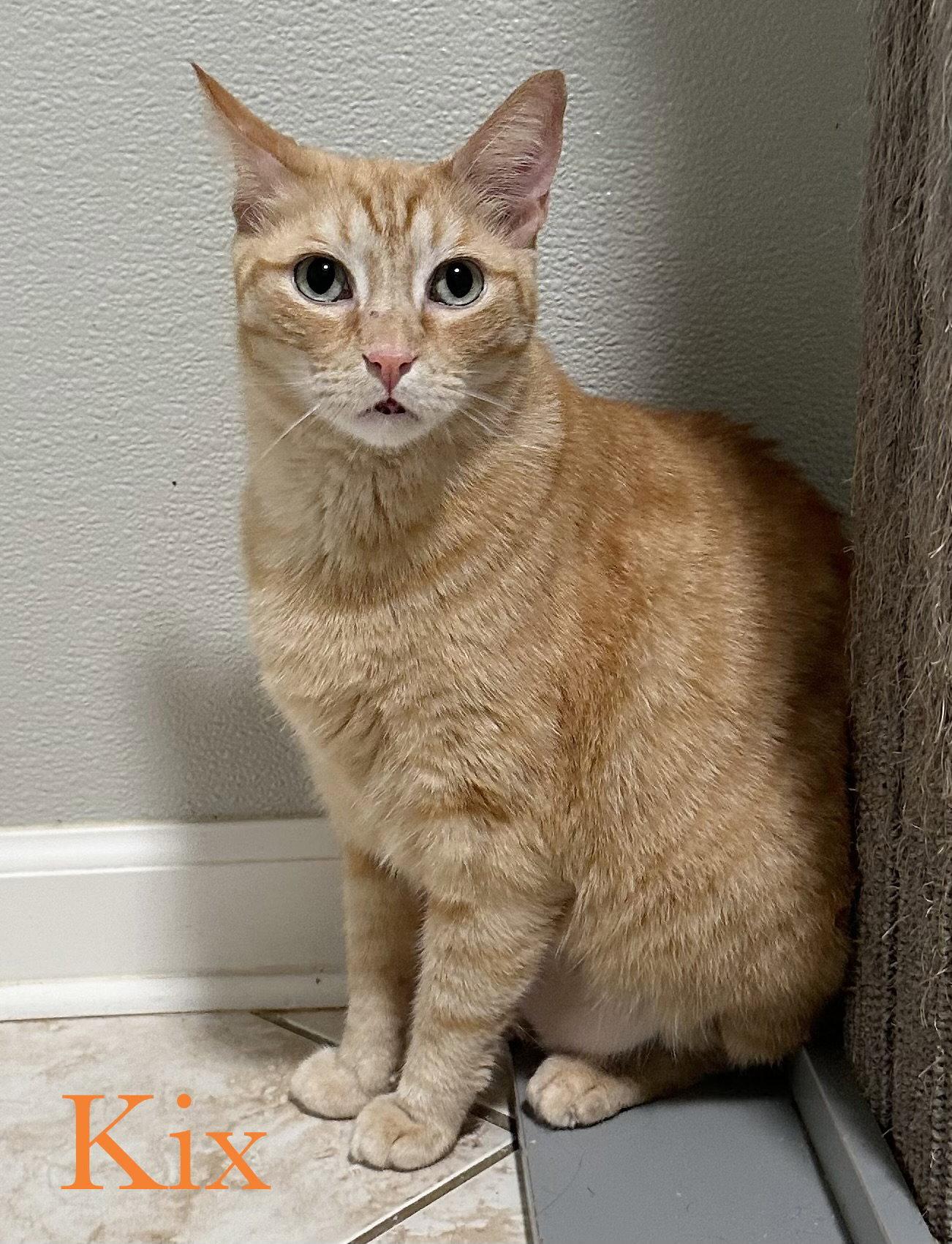 Kix, a Adoptable Domestic Short Hair in Longwood, FL image 3/3
