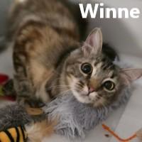 Enlarge Winnie, a Adoptable Domestic Long Hair in Olympia, WA image 1/1