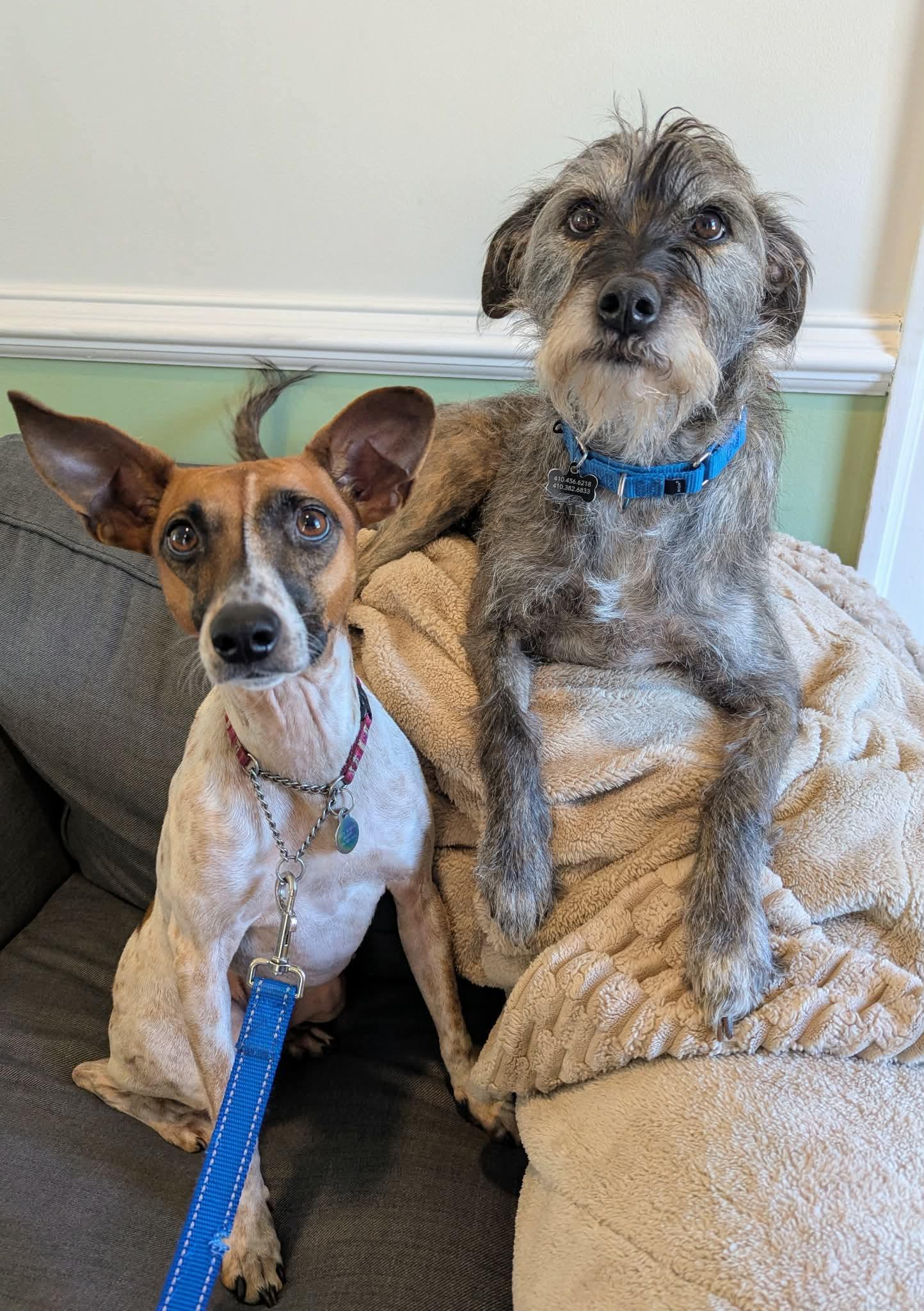 Millie_LA, an adopted mixed breed in Baltimore, MD image 3/3