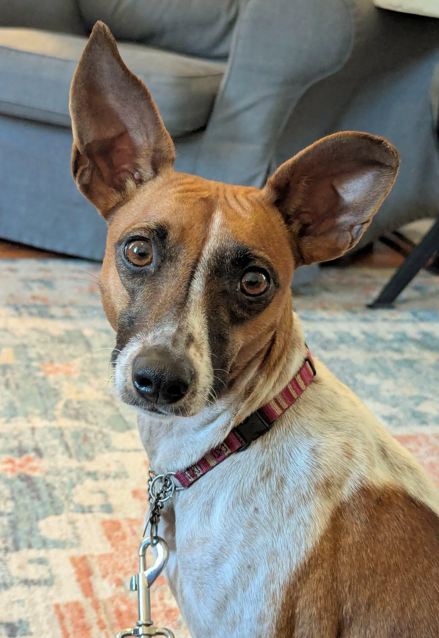 Millie_LA, an adopted mixed breed in Baltimore, MD image 1/3