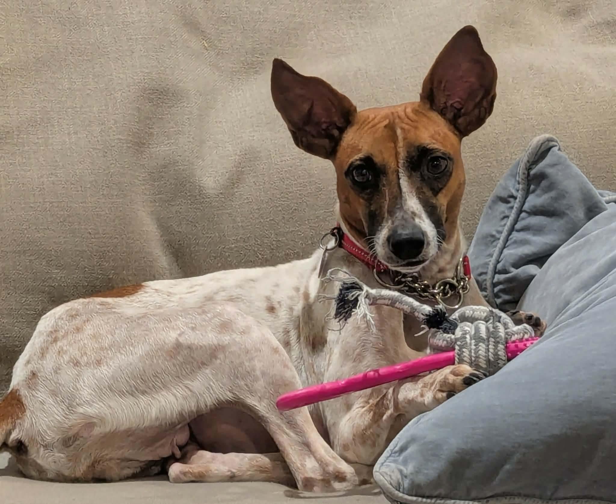 Millie_LA, an adopted mixed breed in Baltimore, MD image 2/3