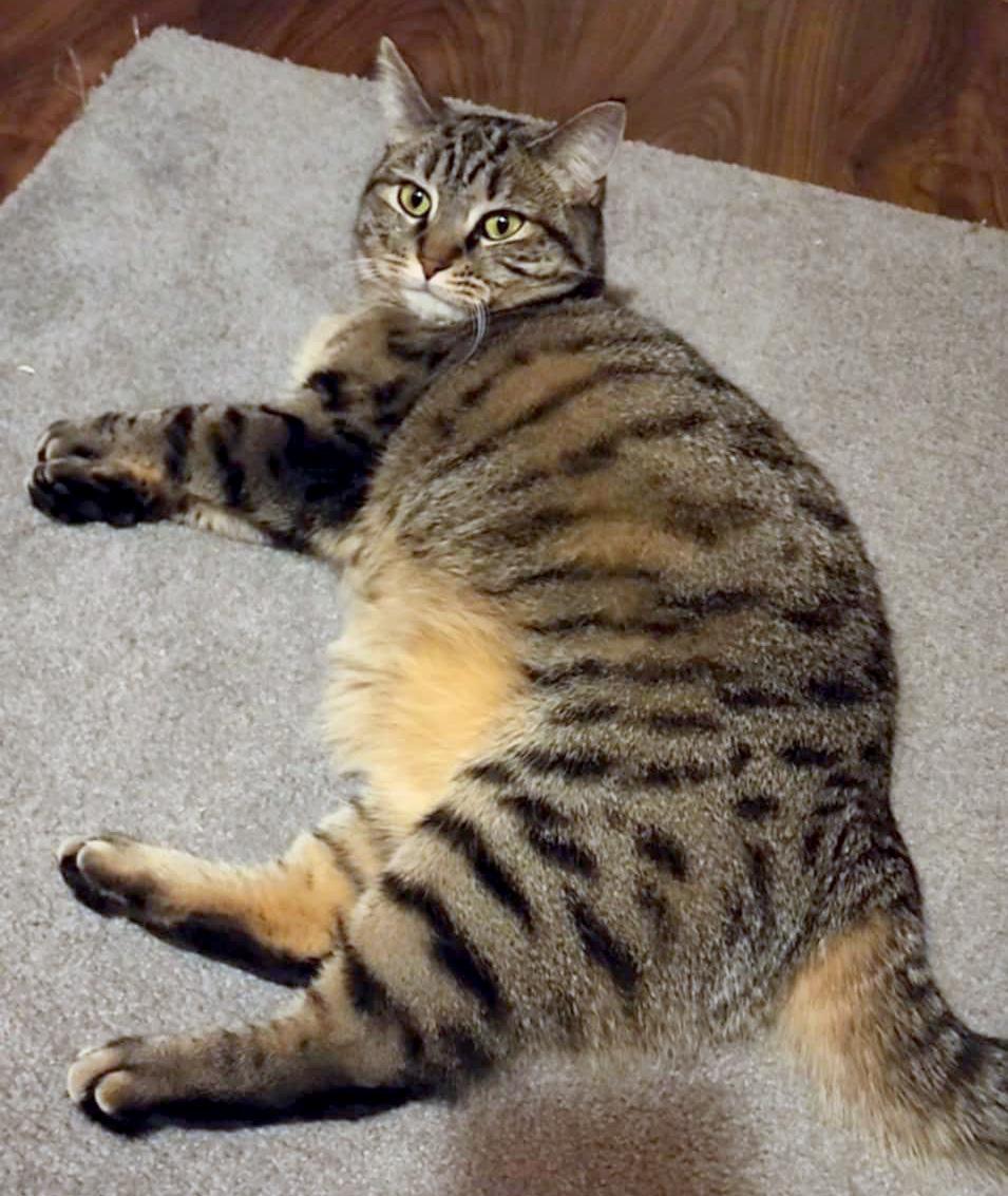 Enlarge Glowbug (Bonded to Sweet Stuff), a Adoptable Domestic Short Hair in Fair Haven, VT image 6/6