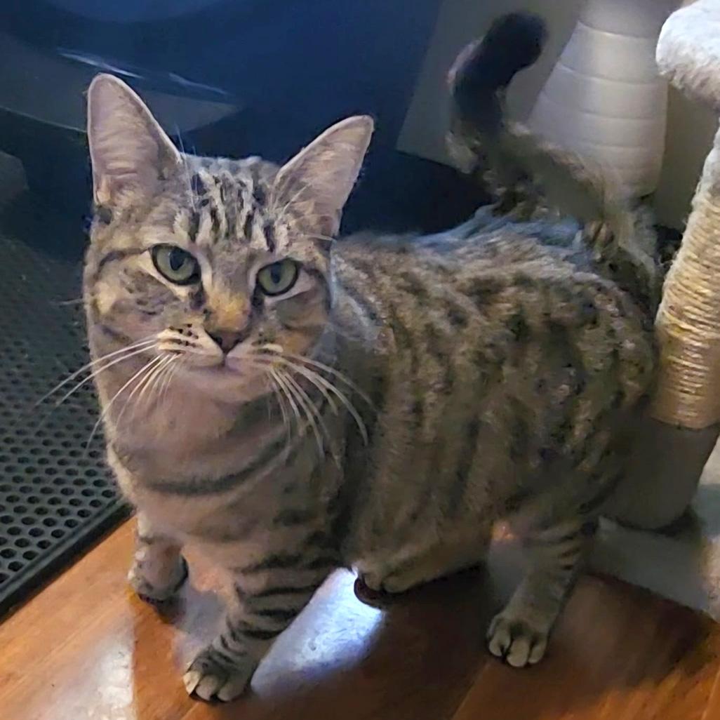 Enlarge Glowbug (Bonded to Sweet Stuff), a Adoptable Domestic Short Hair in Fair Haven, VT image 5/6