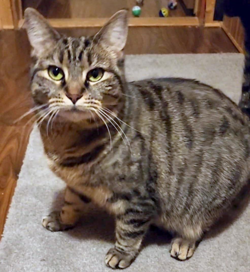 Enlarge Glowbug (Bonded to Sweet Stuff), a Adoptable Domestic Short Hair in Fair Haven, VT image 1/6
