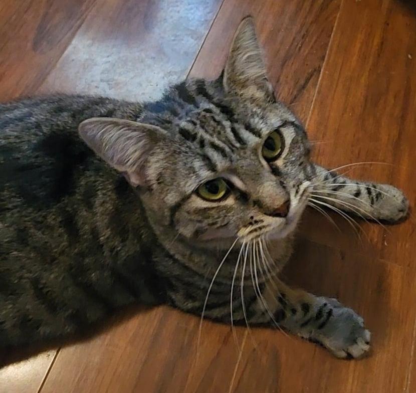 Enlarge Glowbug (Bonded to Sweet Stuff), a Adoptable Domestic Short Hair in Fair Haven, VT image 2/6