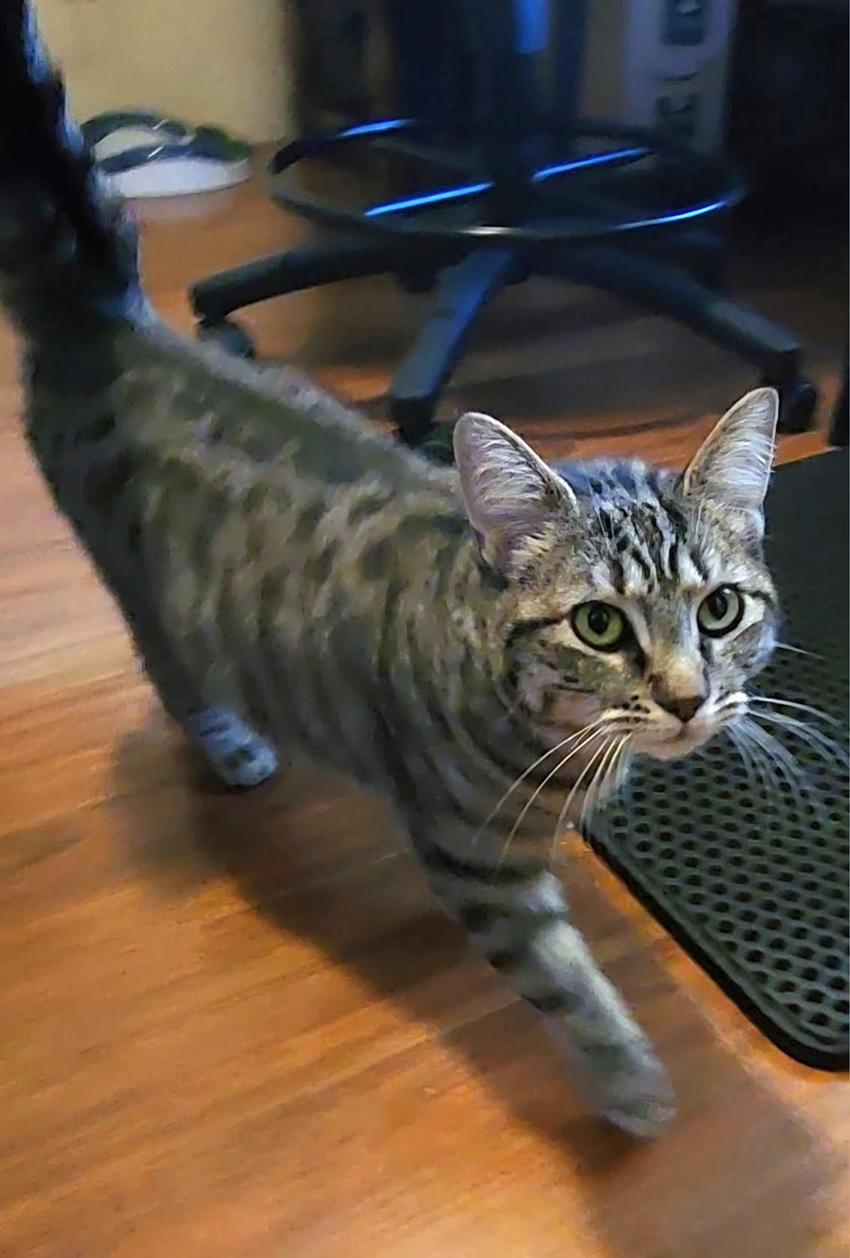 Enlarge Glowbug (Bonded to Sweet Stuff), a Adoptable Domestic Short Hair in Fair Haven, VT image 3/6