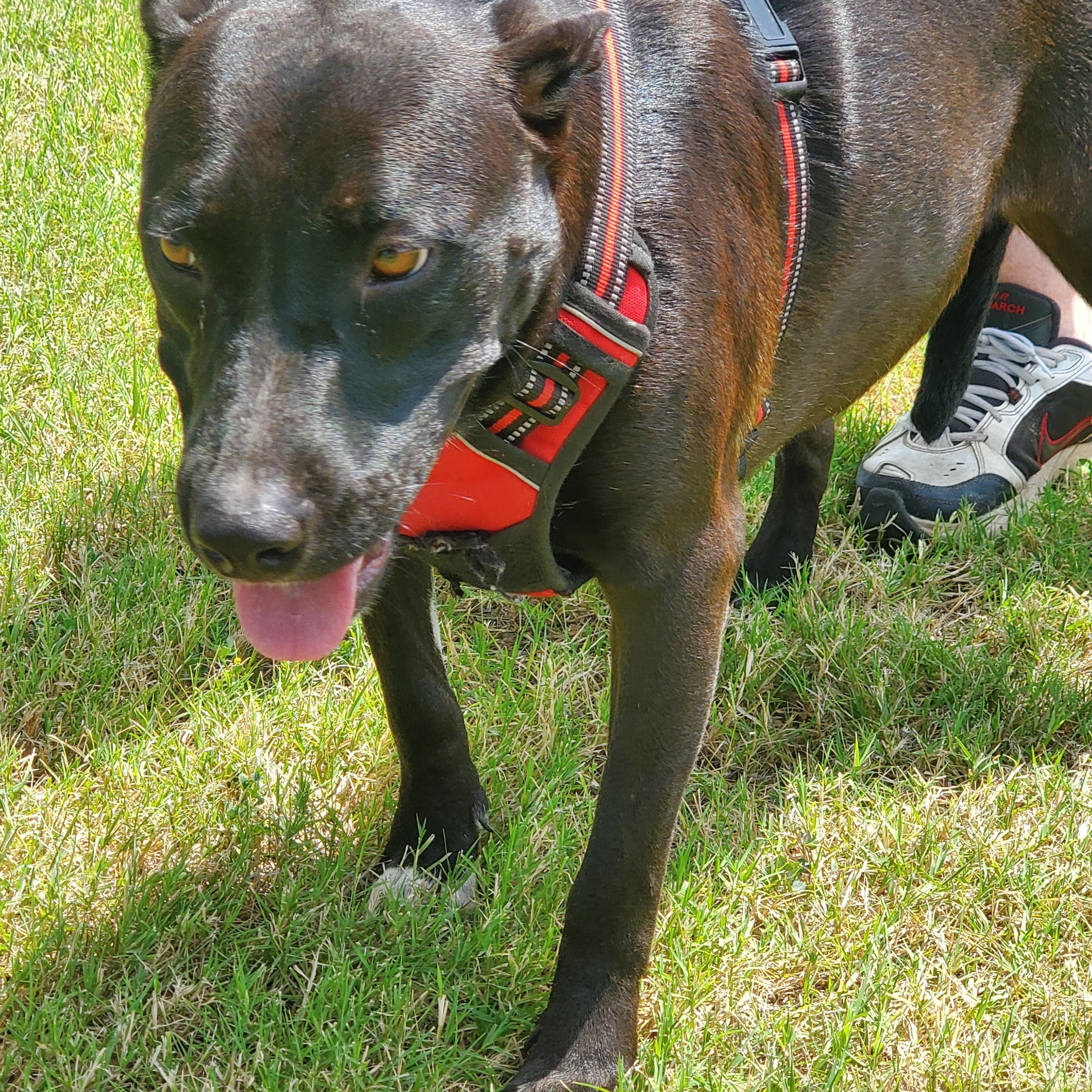 Little Sis, a Adoptable mixed breed in White Settlement, TX image 3/4