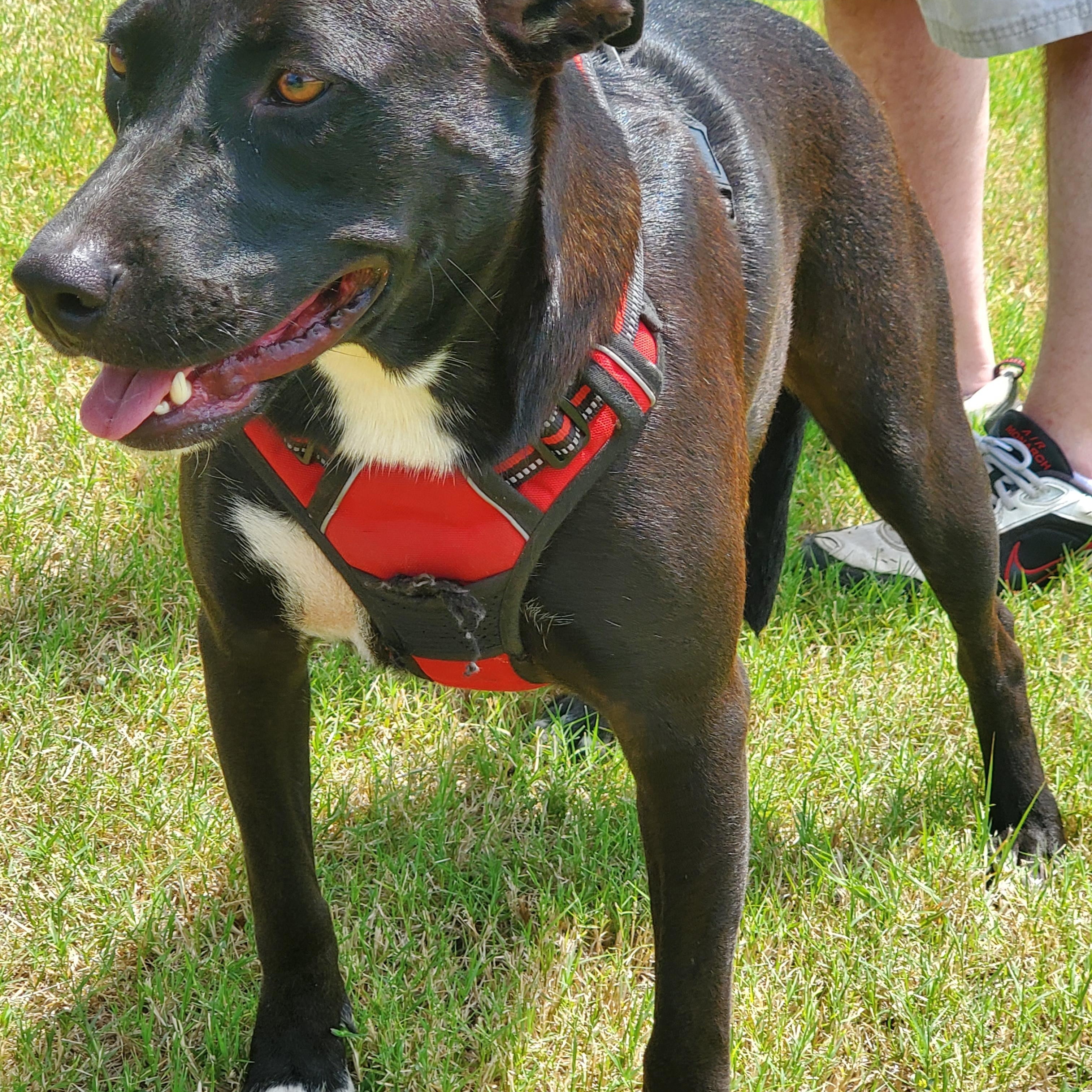 Little Sis, a Adoptable mixed breed in White Settlement, TX image 4/4