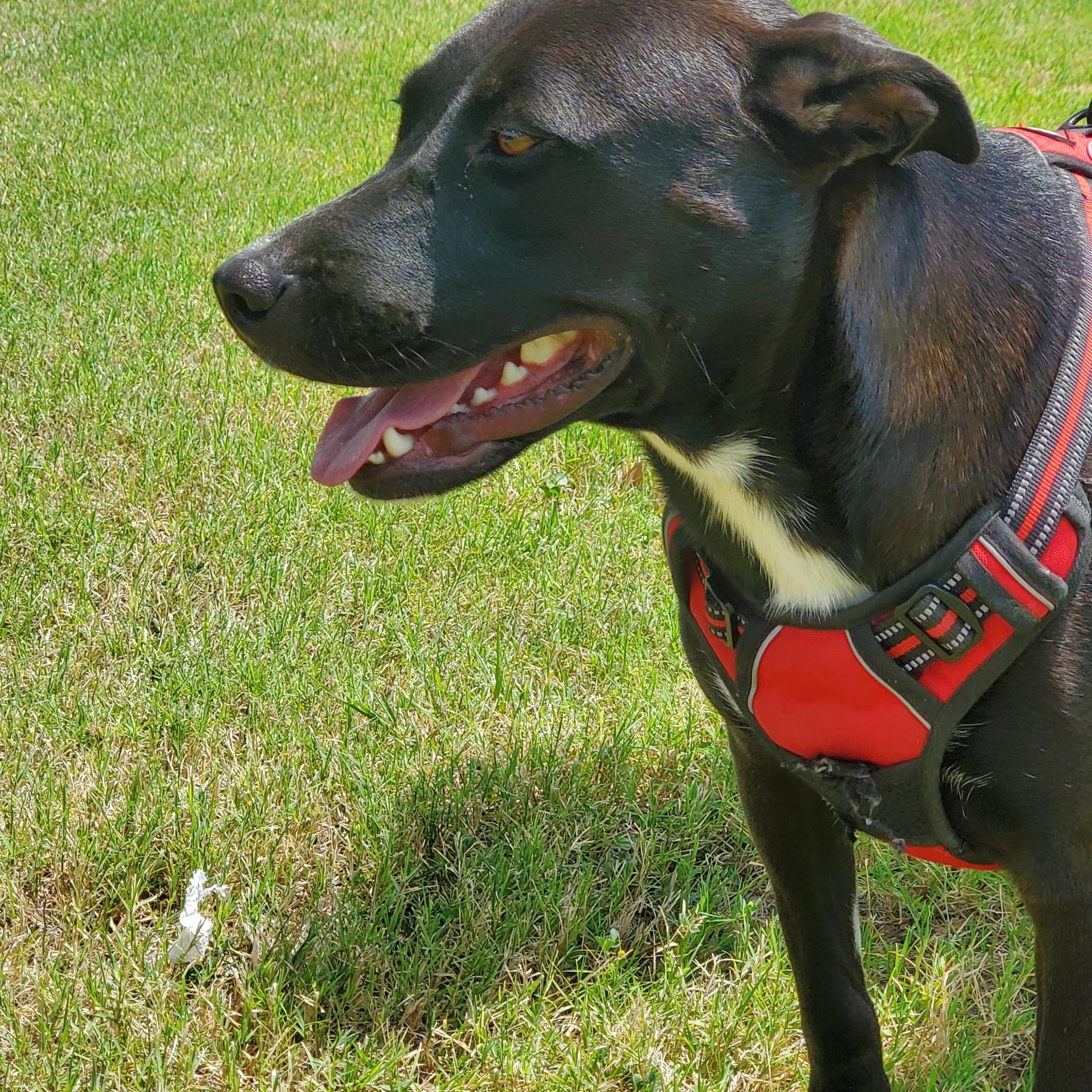 Little Sis, a Adoptable mixed breed in White Settlement, TX image 1/4