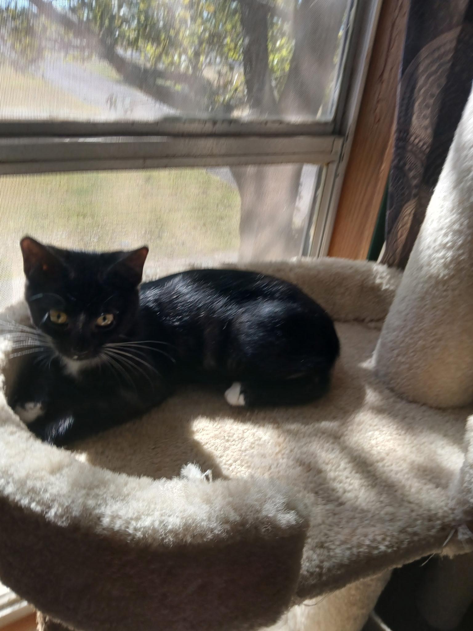 Sissy (part of bonded pair), Adoptable, Kitten Female Domestic Short Hair.