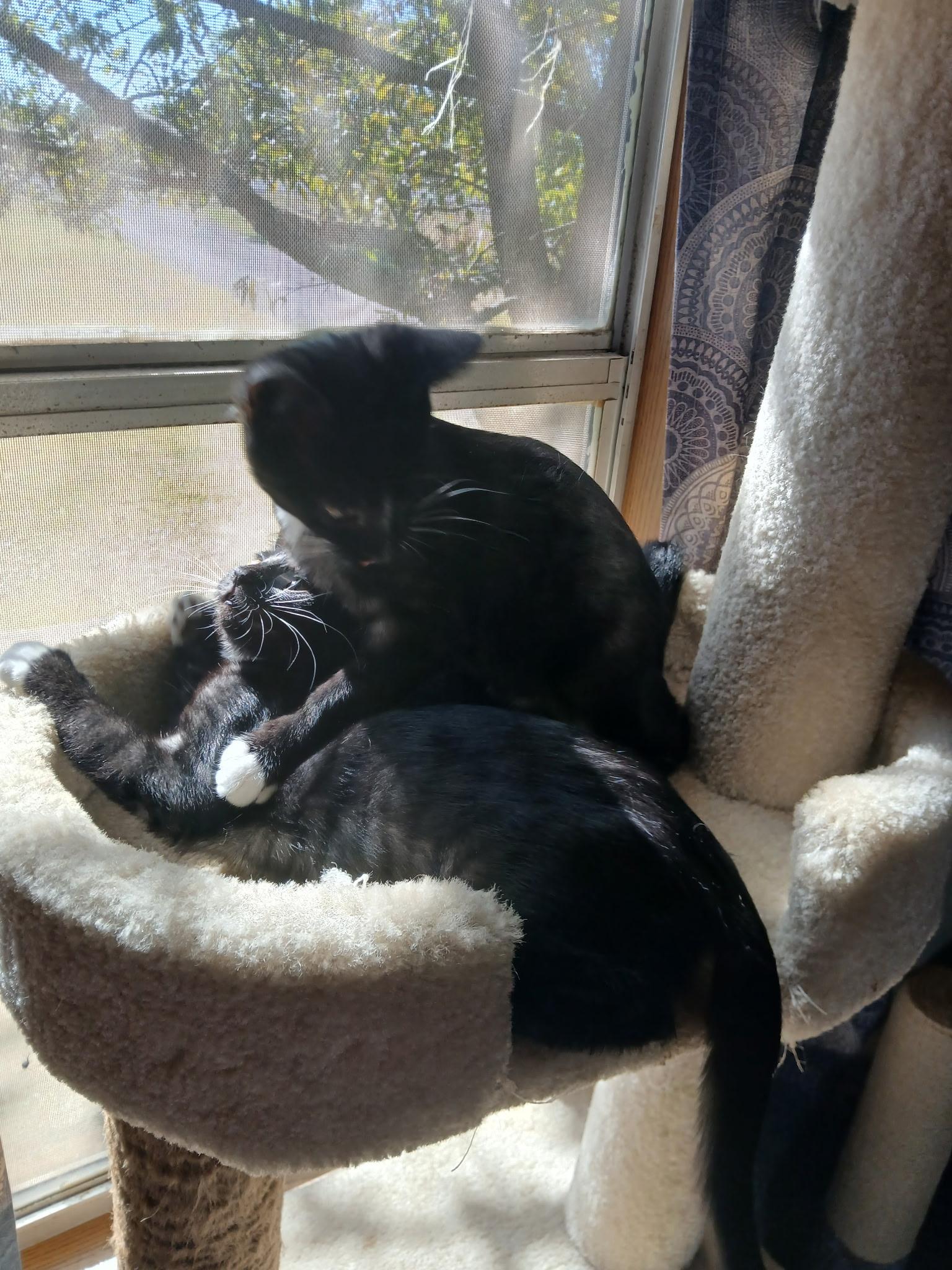 Enlarge Sissy (part of bonded pair), a Adoptable Domestic Short Hair in Burleson, TX image 4/6