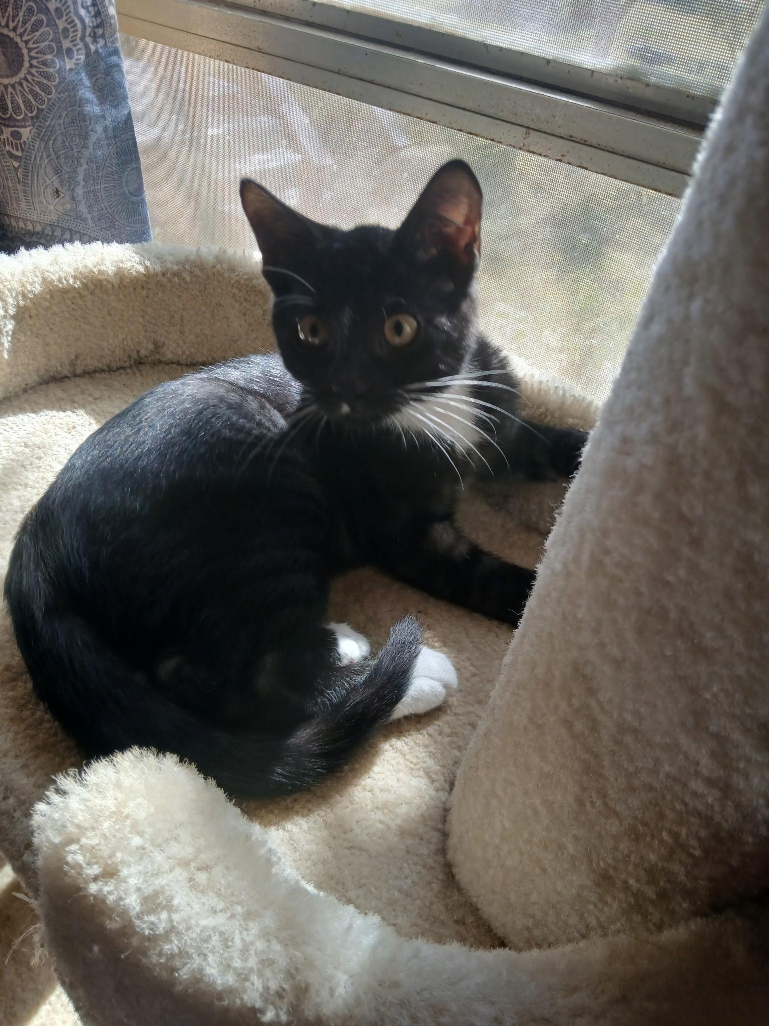 Enlarge Sissy (part of bonded pair), a Adoptable Domestic Short Hair in Burleson, TX image 5/6