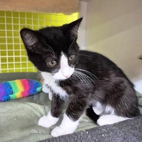 Drew, an adoptable Domestic Short Hair in Salt Lake City, UT, 84109 | Photo Image 4