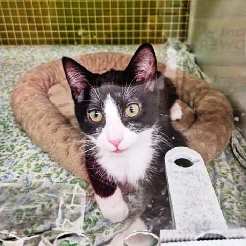 Drew, an adoptable Domestic Short Hair in Salt Lake City, UT, 84109 | Photo Image 1