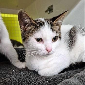 Drew, an adoptable Domestic Short Hair in Salt Lake City, UT, 84109 | Photo Image 2