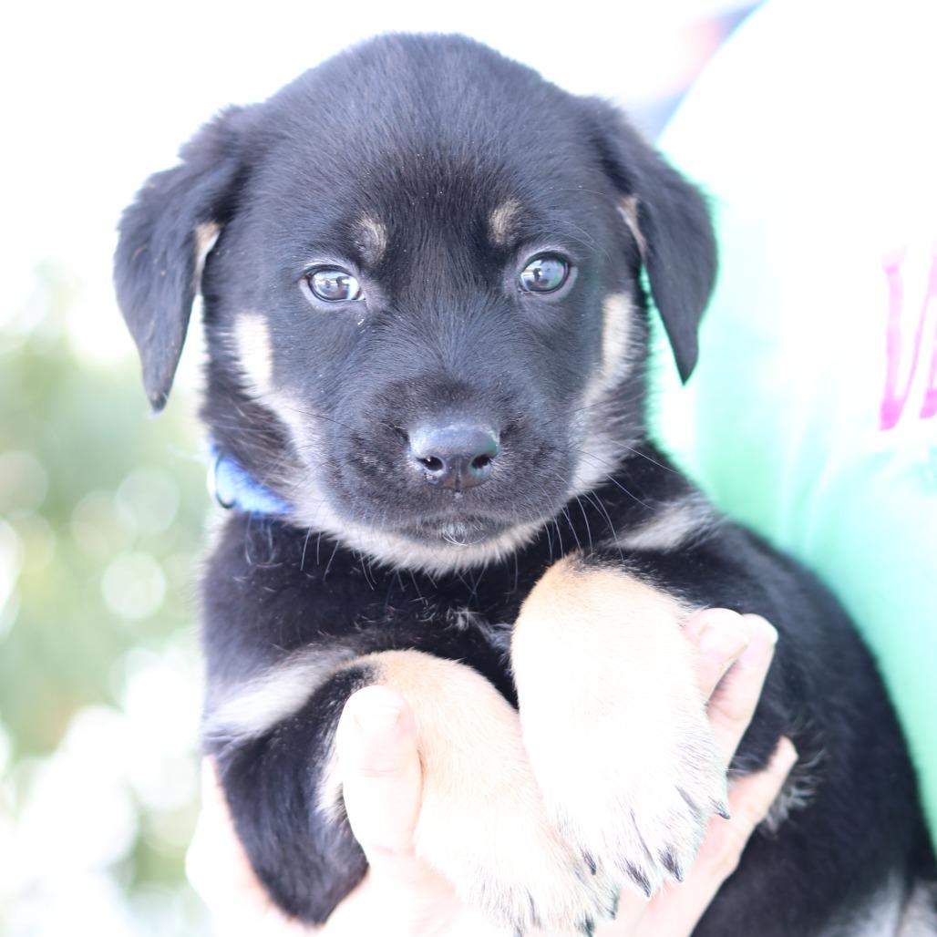CT Nash, a Adoptable mixed breed in Eastford, CT image 1/3