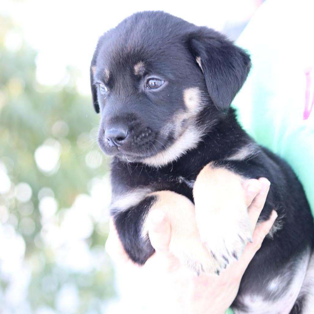 CT Nash, a Adoptable mixed breed in Eastford, CT image 3/3