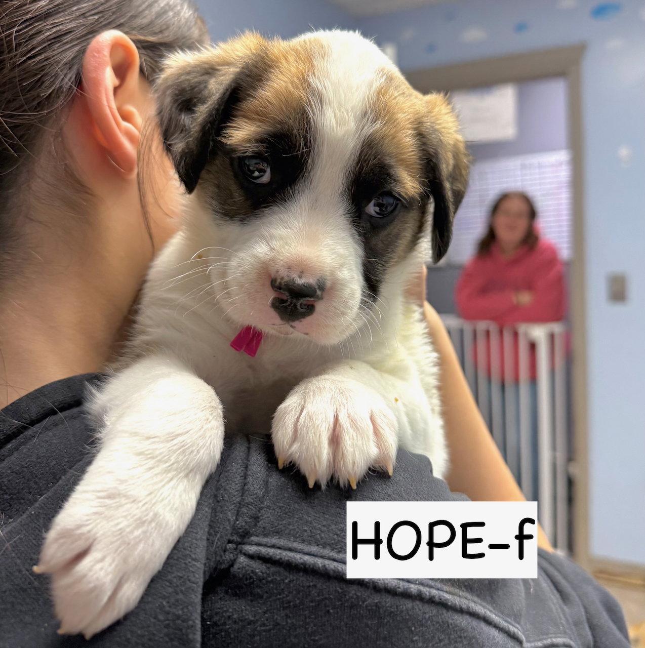 Enlarge Hope, a Adopted mixed breed in GILBERTS, IL image 1/2
