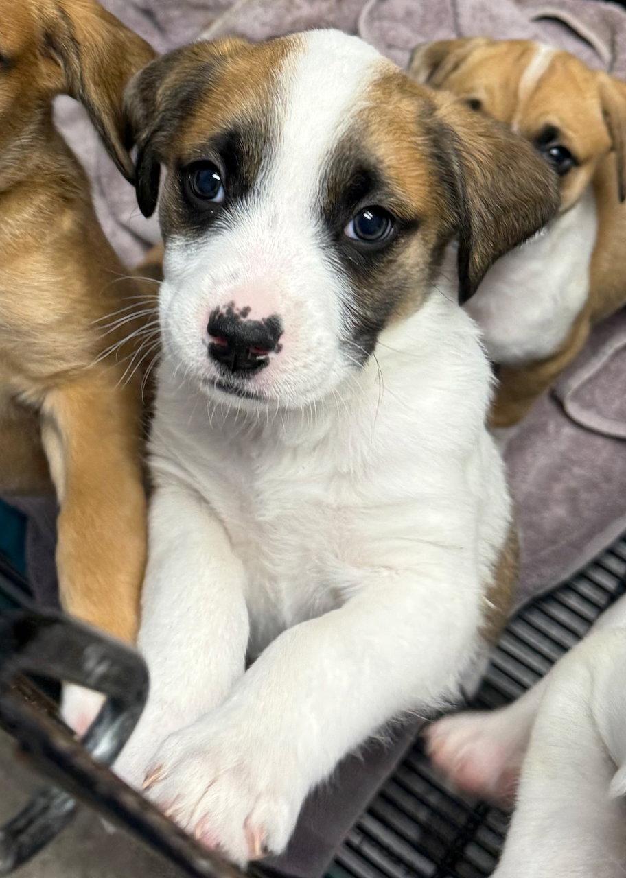 Enlarge Hope, a Adopted mixed breed in GILBERTS, IL image 2/2