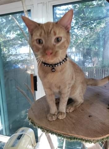 Ziggy, Adoptable, Young Male Domestic Short Hair.