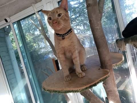 Ziggy, a Adoptable Domestic Short Hair in Stevensville, MD image 2/6