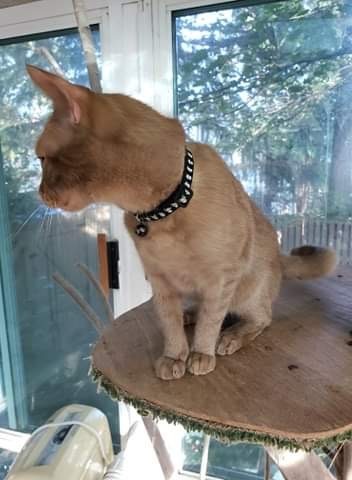 Ziggy, a Adoptable Domestic Short Hair in Stevensville, MD image 3/6