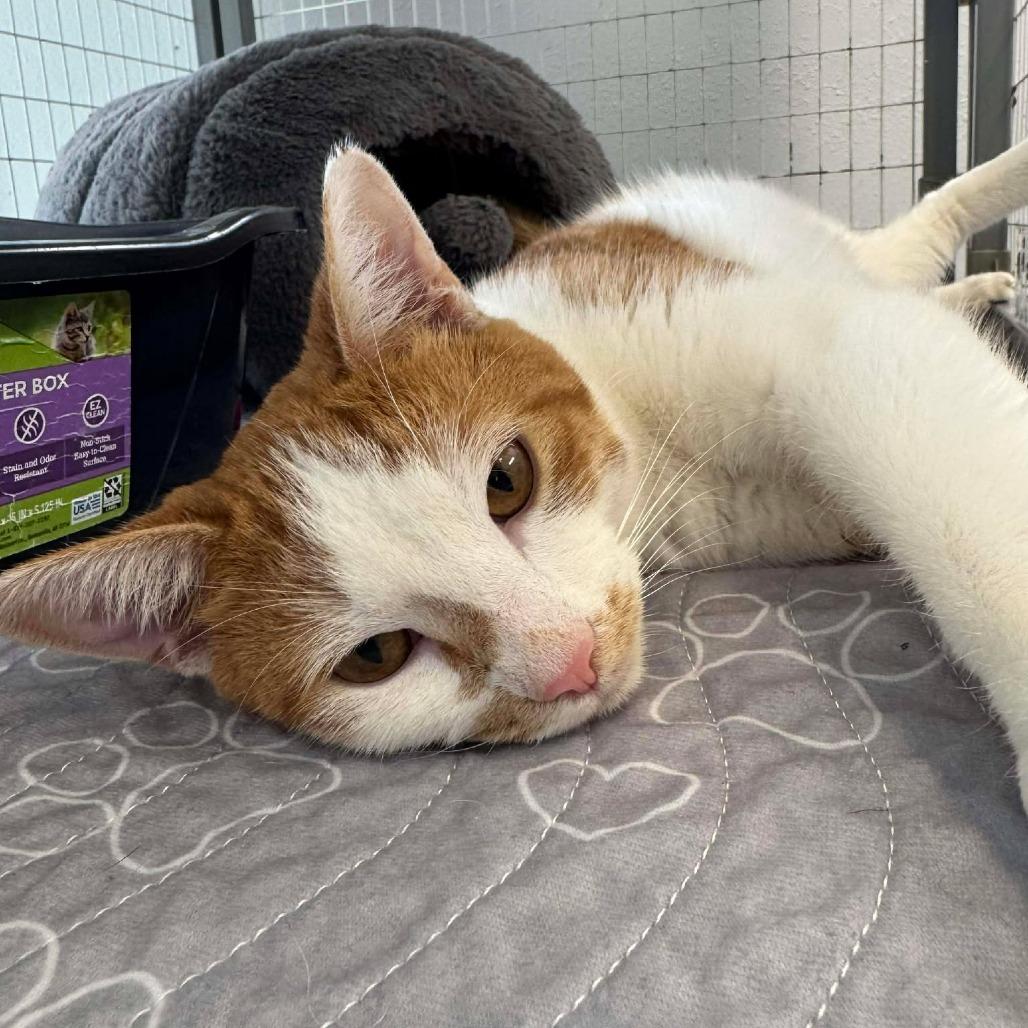 Enlarge Banana Pudding, a Adoptable Domestic Short Hair in Edwardsville, IL image 2/6