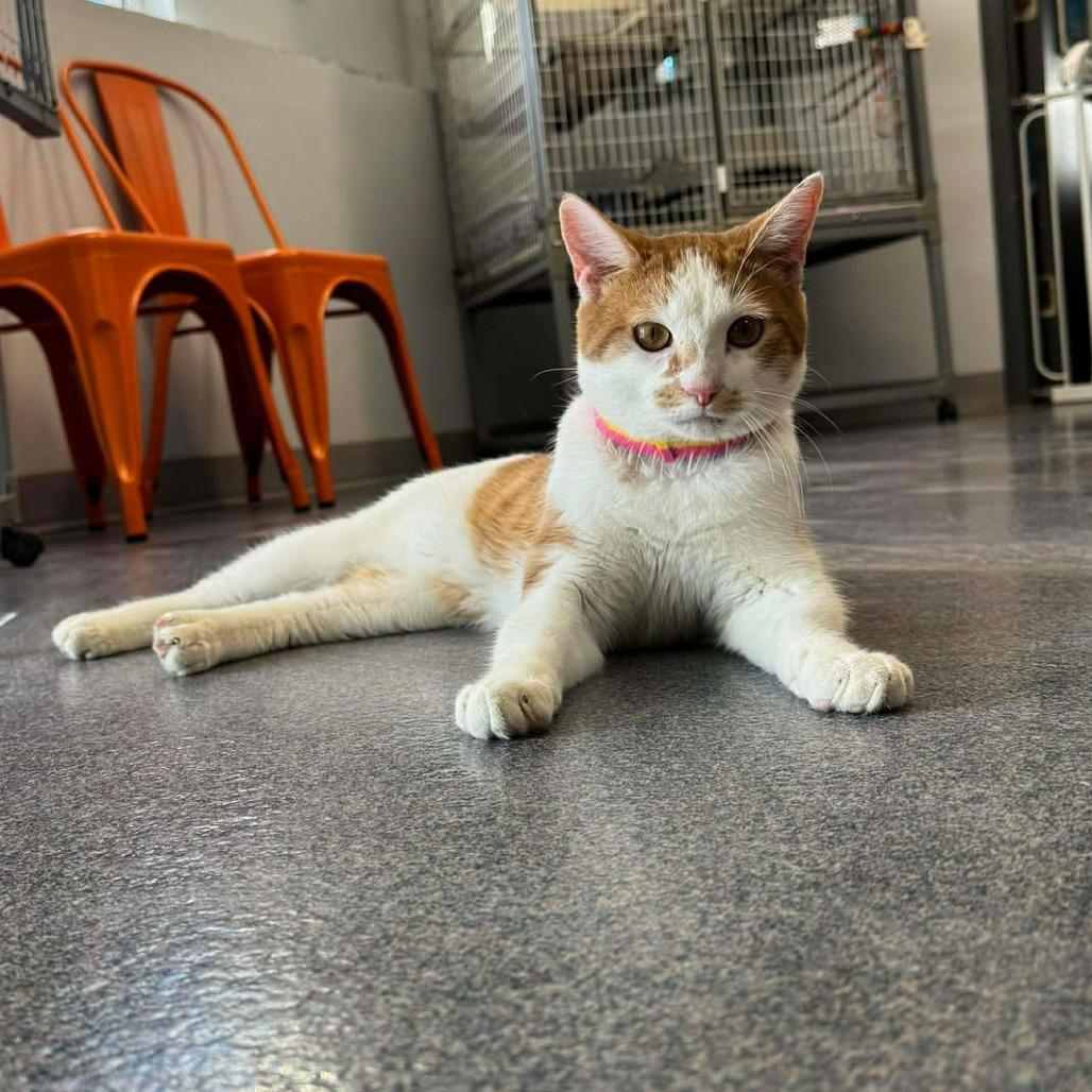 Enlarge Banana Pudding, a Adoptable Domestic Short Hair in Edwardsville, IL image 4/6