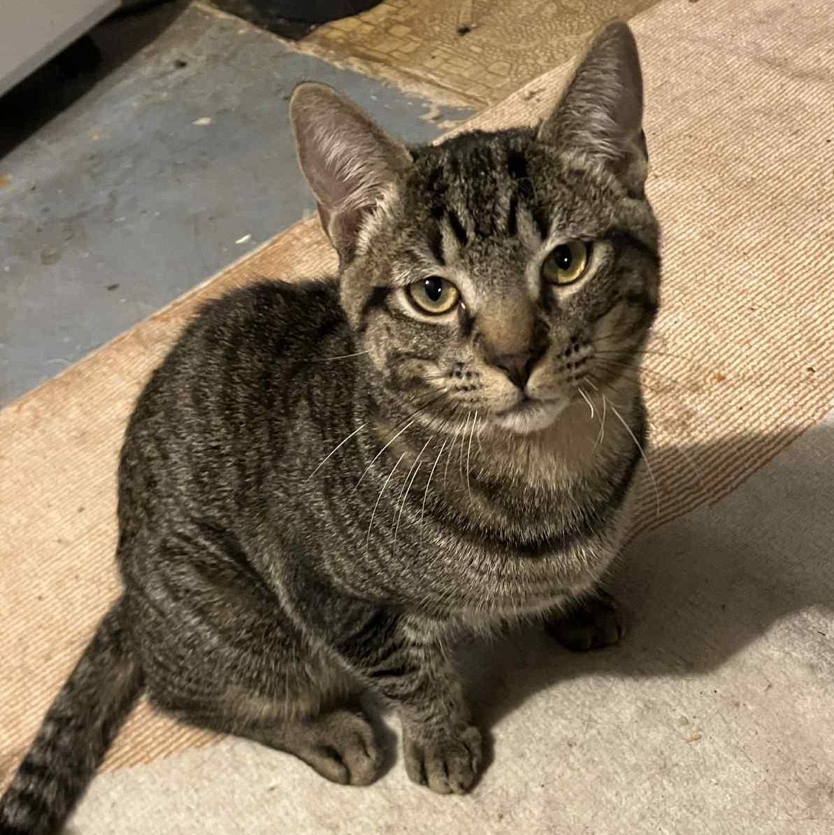 Smokey, a Adoptable mixed breed in Warren, NJ image 1/2