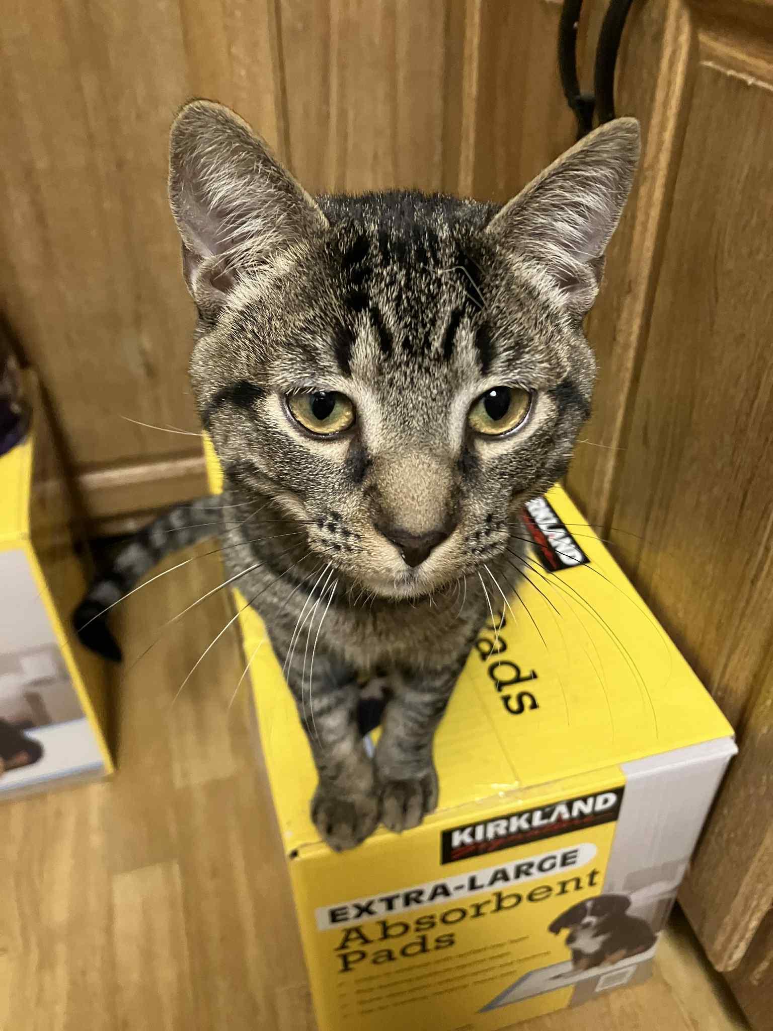 Enlarge Smokey, a Adoptable mixed breed in Warren, NJ image 1/3