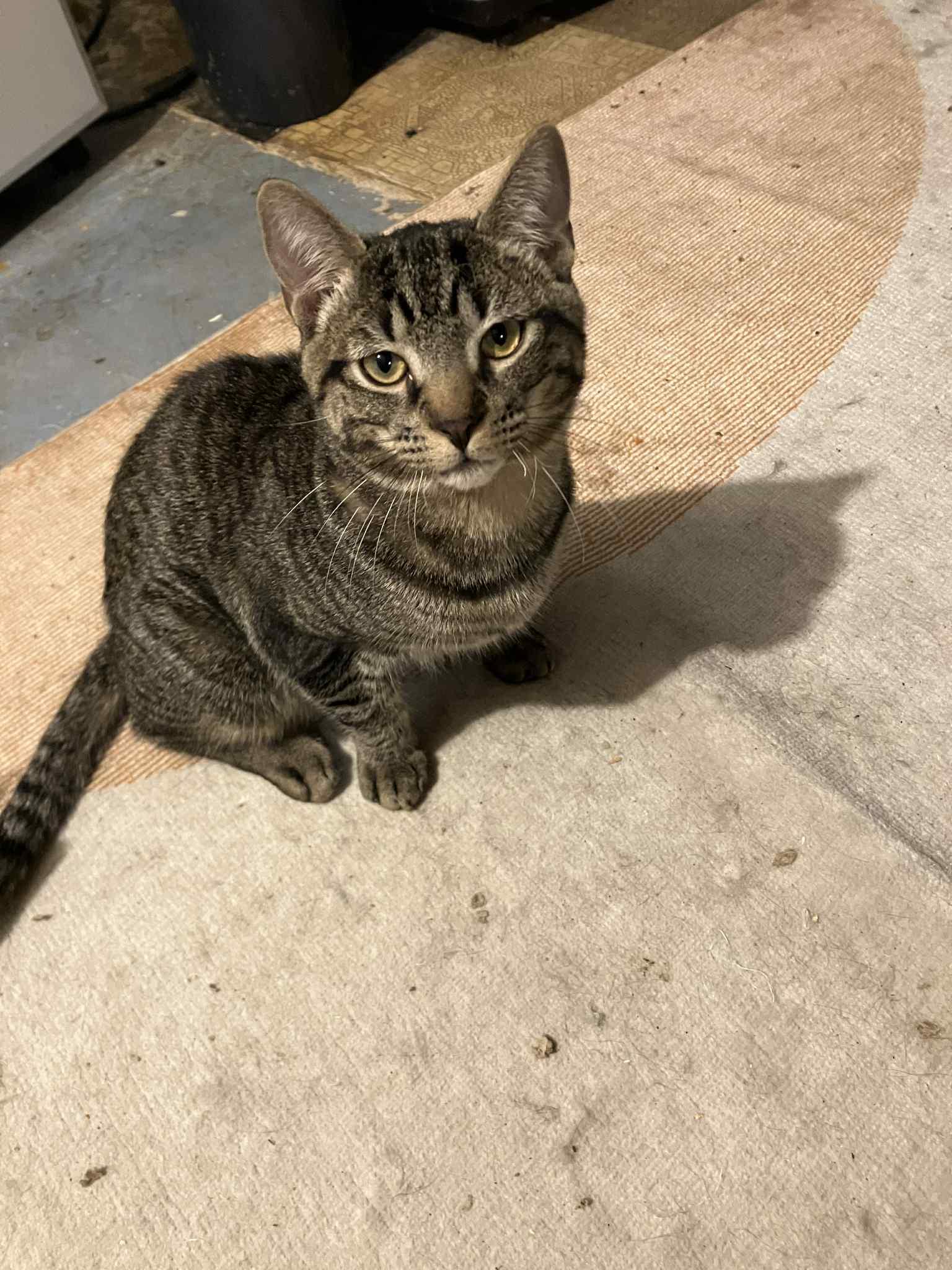 Smokey, a Adoptable mixed breed in Warren, NJ image 2/2