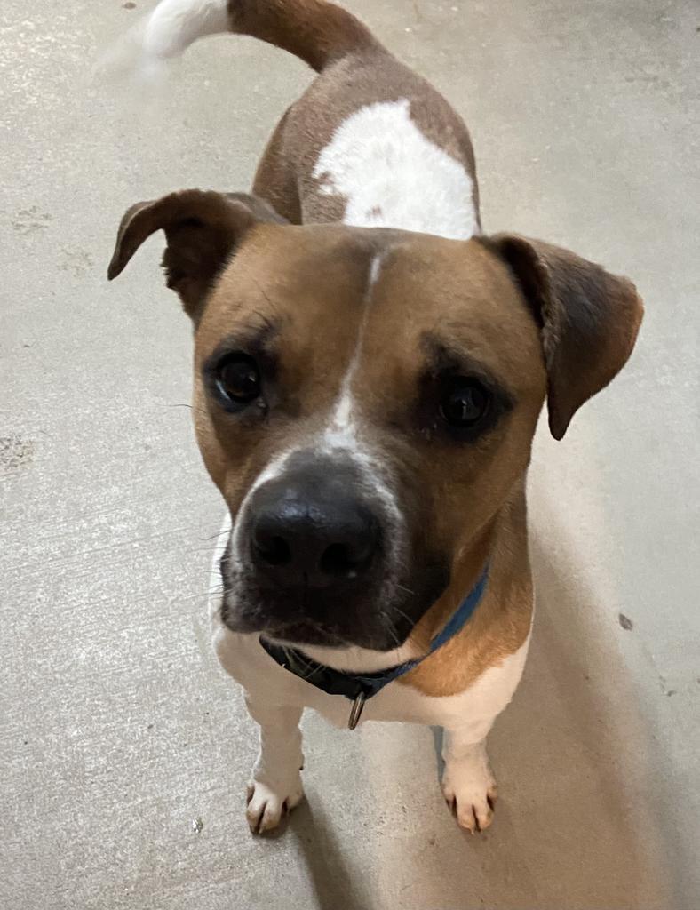 Enlarge Peanut, a Adoptable mixed breed in Virginia, MN image 1/6