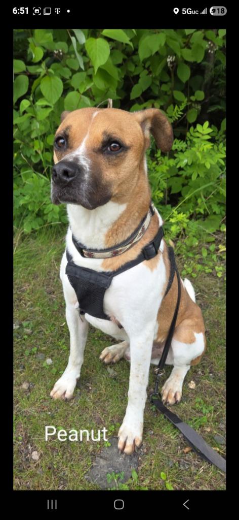 Enlarge Peanut, a Adoptable mixed breed in Virginia, MN image 2/6