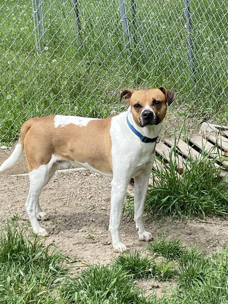 Enlarge Peanut, a Adoptable mixed breed in Virginia, MN image 4/6