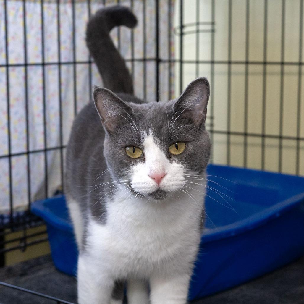 Augusta, Adoptable, Adult Female Domestic Short Hair.