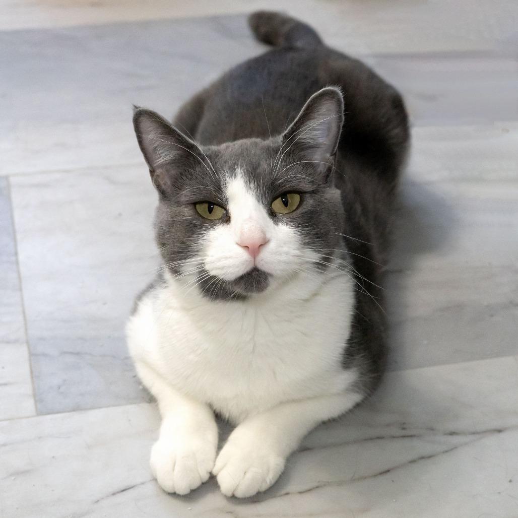 Enlarge Augusta, a Adoptable Domestic Short Hair in McKean, PA image 2/4