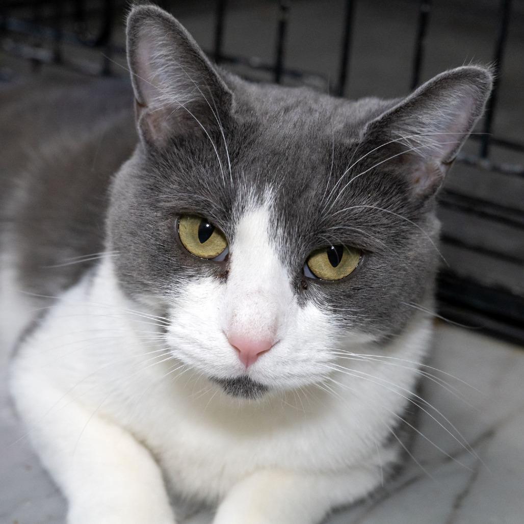 Enlarge Augusta, a Adoptable Domestic Short Hair in McKean, PA image 3/4