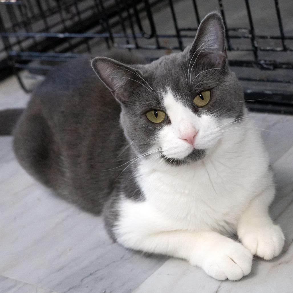 Enlarge Augusta, a Adoptable Domestic Short Hair in McKean, PA image 4/4