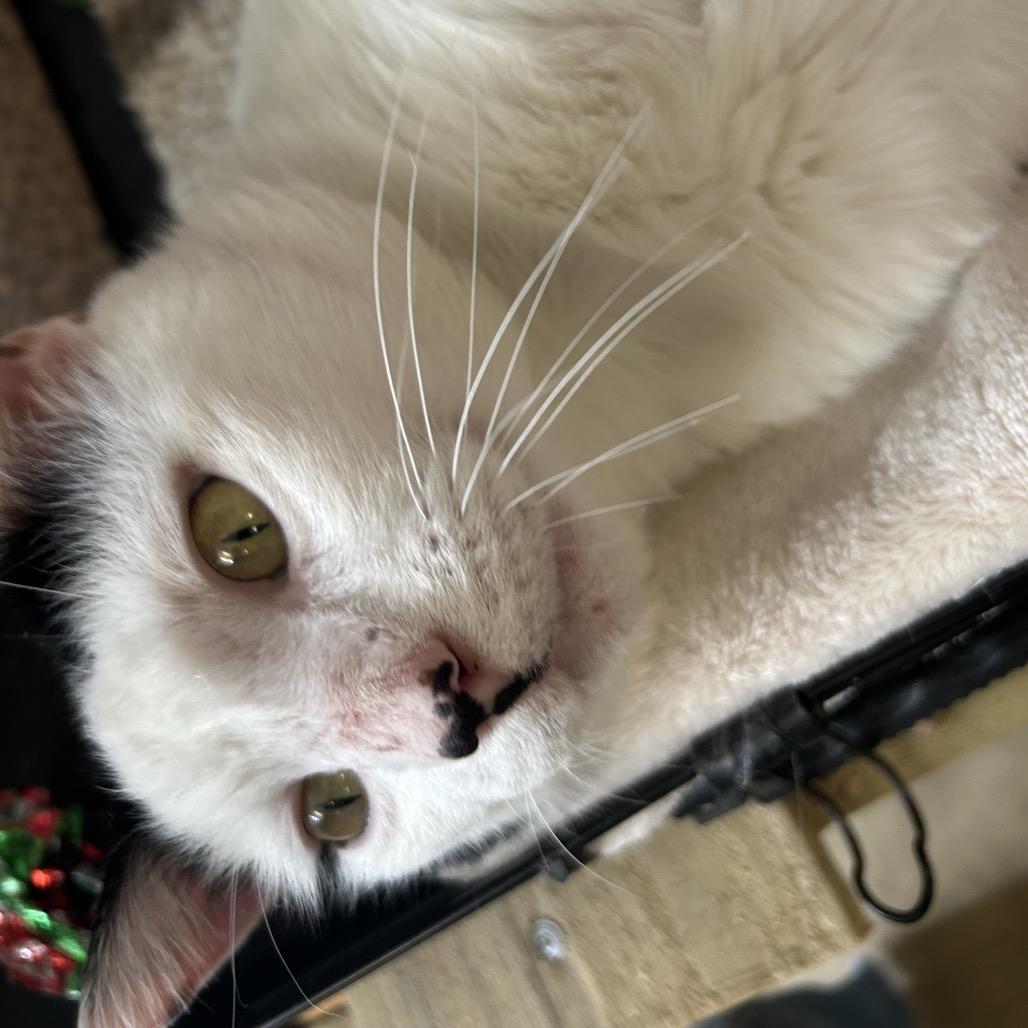 Enlarge Fivespot, a Adoptable American Shorthair in Webster, TX image 1/3