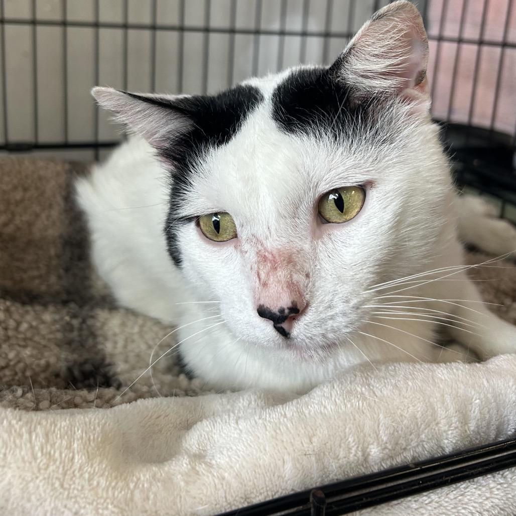 Enlarge Fivespot, a Adoptable American Shorthair in Webster, TX image 2/3