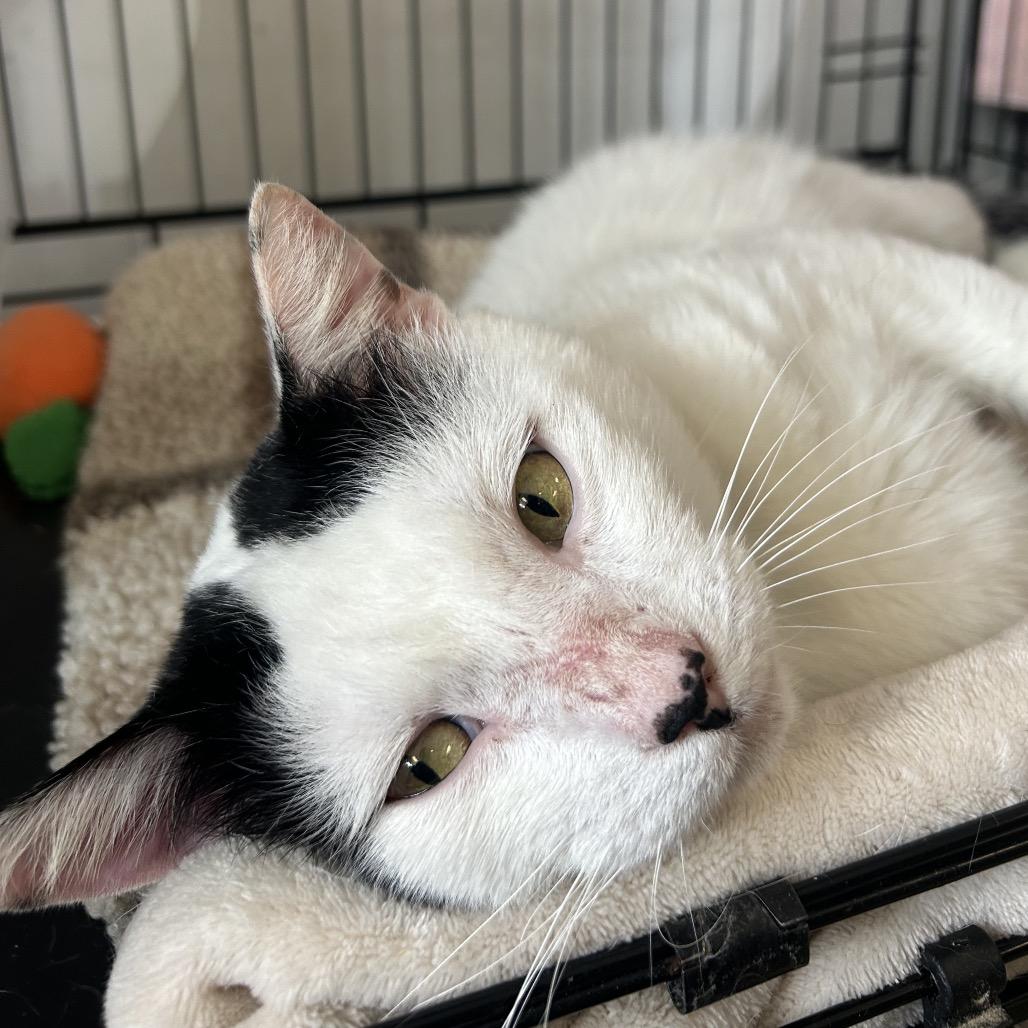 Enlarge Fivespot, a Adoptable American Shorthair in Webster, TX image 3/3