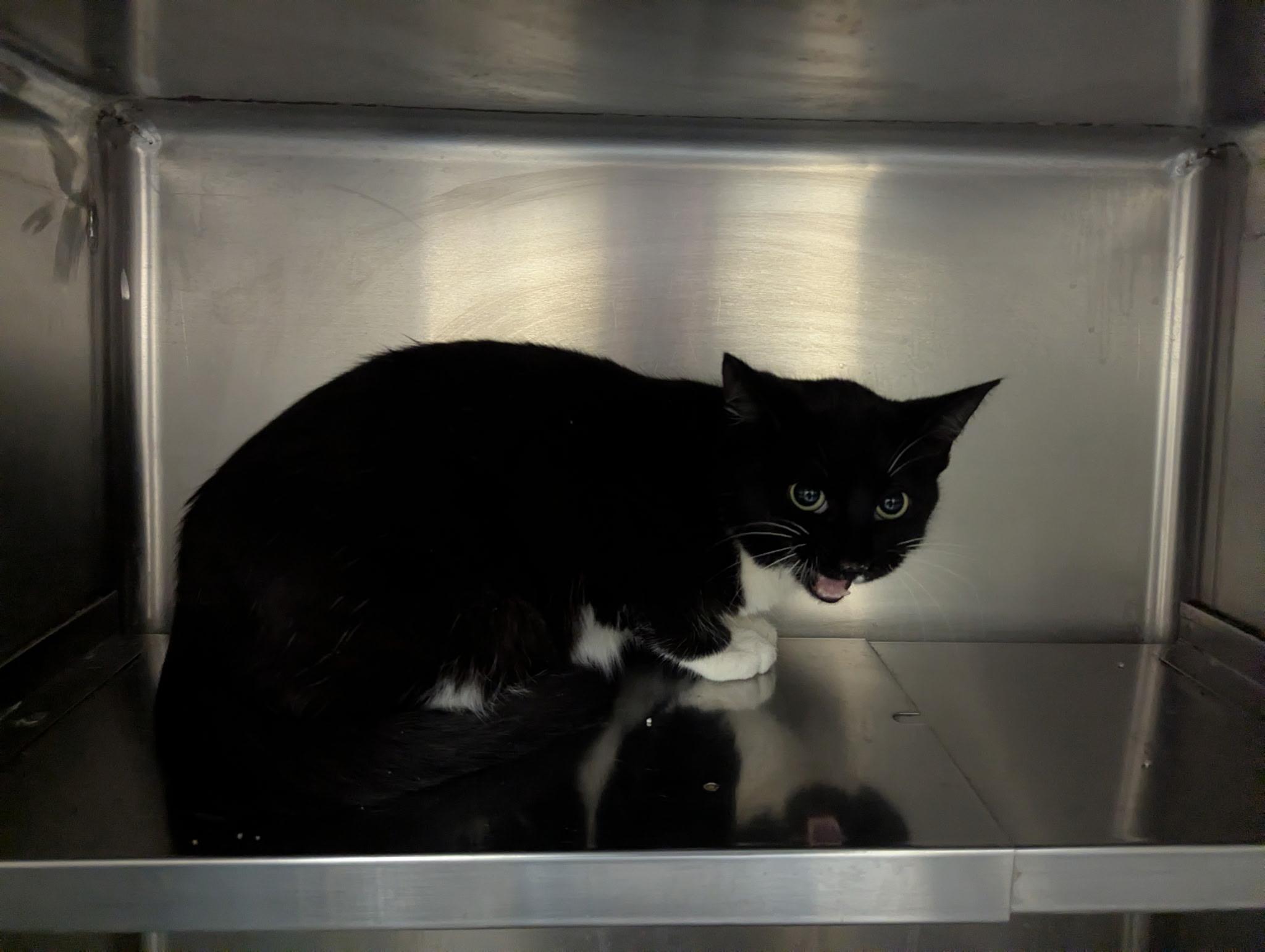 Enlarge Tansy11305B (RESCUED), a ADOPTABLE mixed breed in Rocky Mount, NC image 2/2