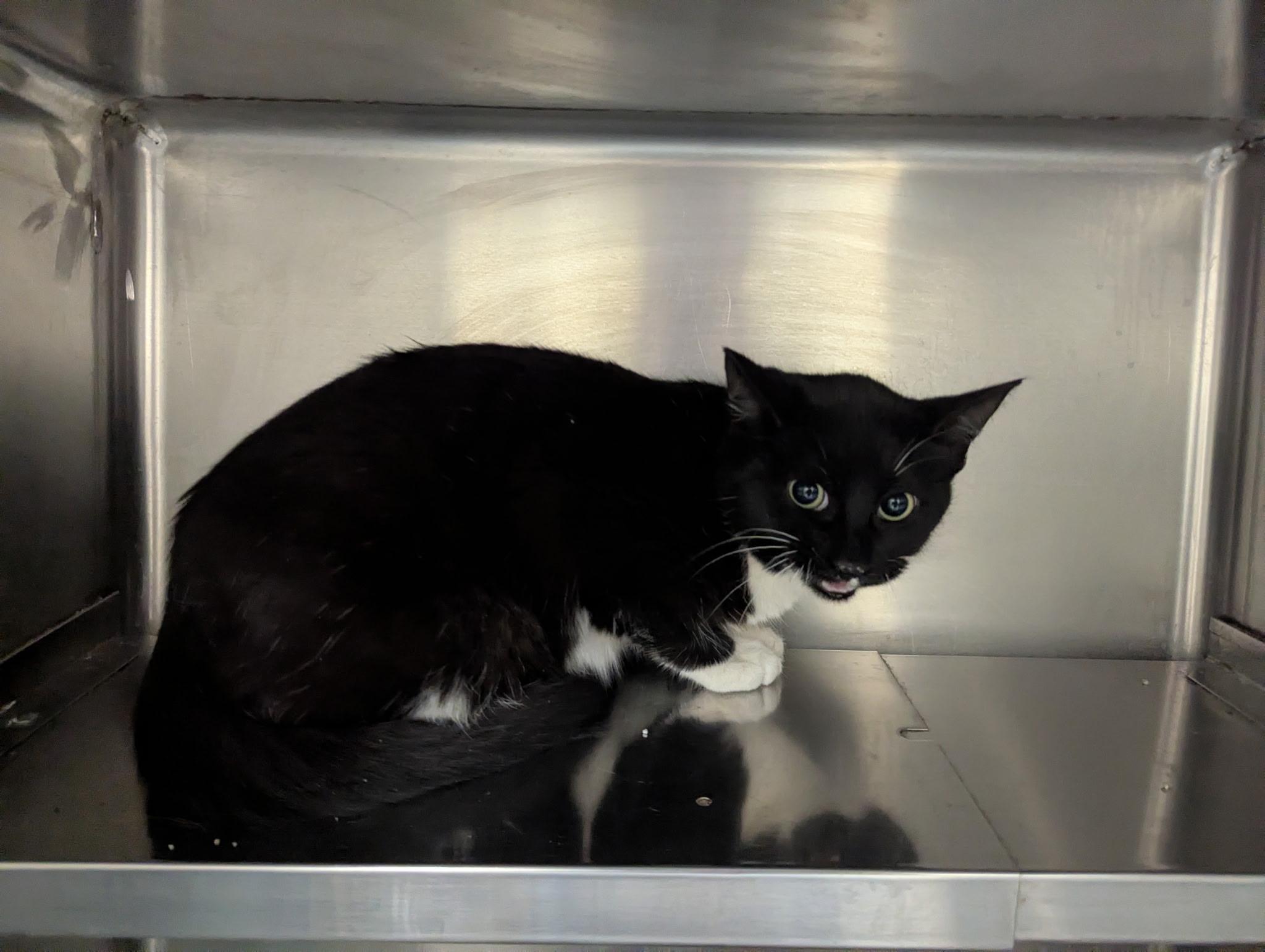 Tansy11305B (RESCUED), ADOPTABLE, Young Female Domestic Short Hair.