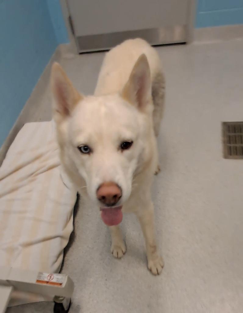 Enlarge Jack (aka Nanook), an adoptable mixed breed in Frankfort, KY image 2/4