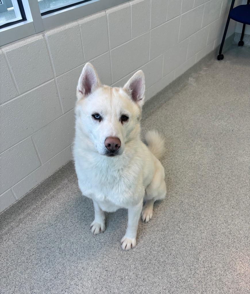 Enlarge Jack (aka Nanook), an adoptable mixed breed in Frankfort, KY image 1/4
