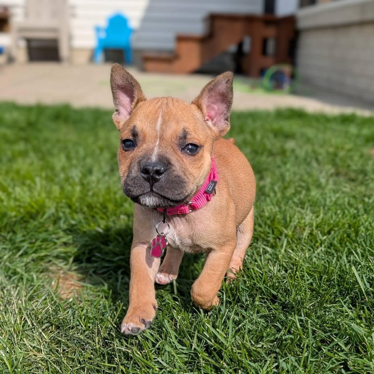 Liberty, ADOPTABLE, Puppy Female Bulldog.