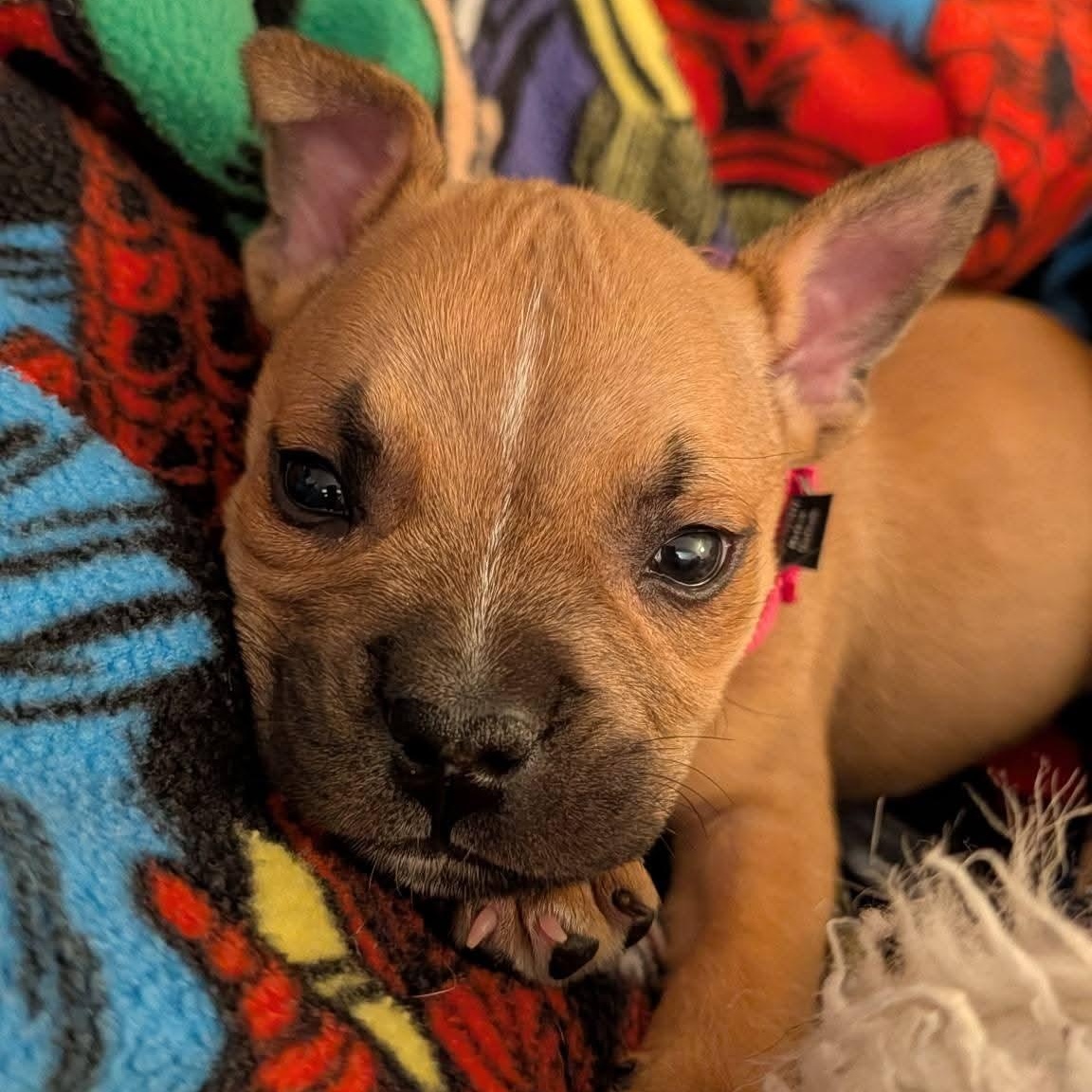 Enlarge Liberty, a ADOPTABLE mixed breed in Grafton, OH image 2/4